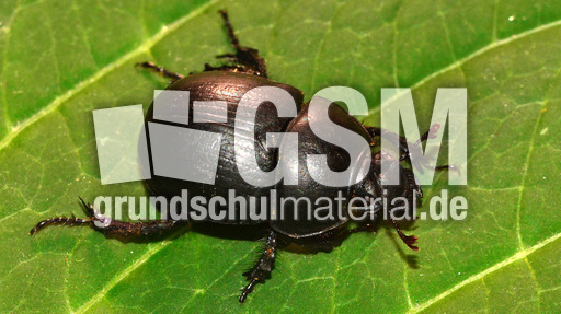 Waldmistkäfer (4).jpg